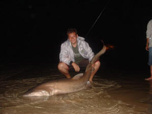 Kariega River Mouth Ragged Tooth Shark