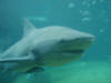 Zambezi - Bull Shark photographs