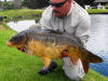 Mirror Carp attracted by ground feed
