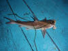 White Sea Barbel (Sea catfish)