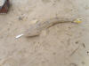Bartail Flathead (River Gurnard) Caught on halco twisty spoon