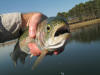 Good size Millstream Rainbow Trout