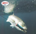 Halco Blue Roosta Popper Catches Giant Kingfish