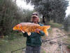 Large Common Koi caught by Gavin Erwin