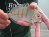 Cape Stumpnose perfect colouration