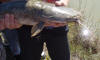 Youngster with a young Barbel caught at Footloose