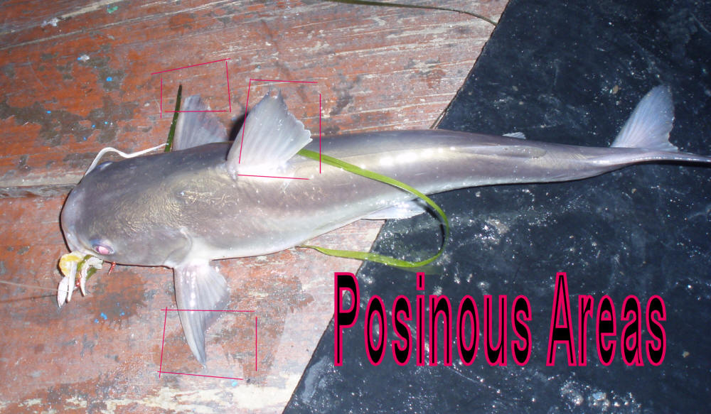 Posinous Areas of A Sea Barbel (Sea Catfish)