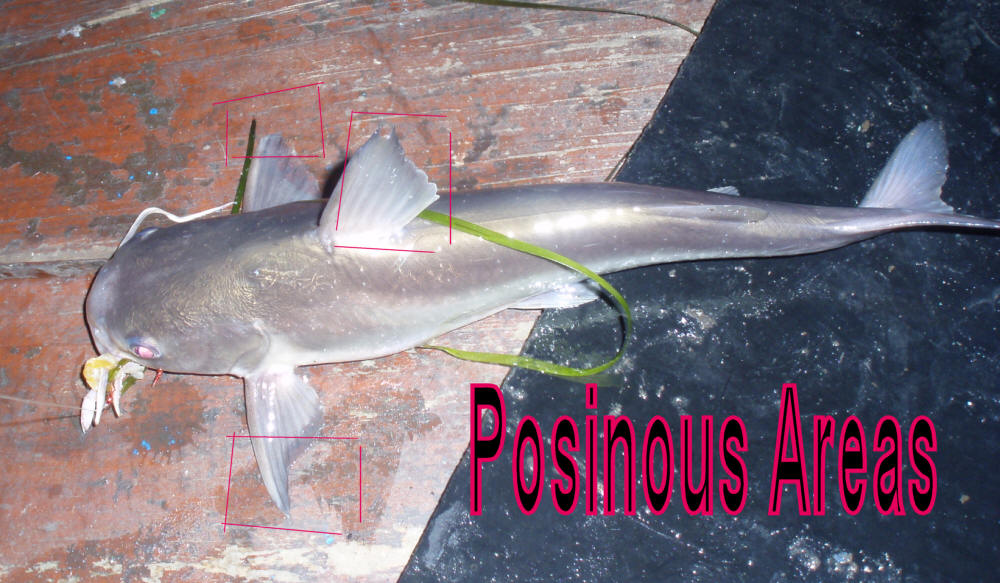 Posinous Areas of A Sea Barbel (Sea Catfish)
