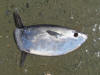 Slender Sunfish In Namibia