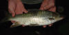 Big Lowveld Largescale Yellowfish