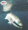 Giant Kingfish with a halco lure (GT Giant Trevally)