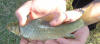 Juvenile Largescale Yellowfish