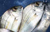 Cape Stumpnose ready to be released