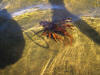 Devil Firefish swimming in kosi bay estuary