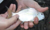 Juvenile Cape Stumpnose caught in an estuary