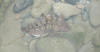 Grass Klipfish In Rock Pool