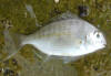 Juvenile Cape Stumpnose under the water