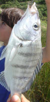 Juvenile White Steenbras (Pignose grunter) 