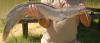 Barbel (Sharptooth Catfish)