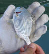 Beautiful Cape Stumpnose caught at a marina