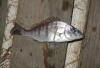 Juvenil White Steenbras caught on a chokka drift bait