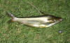 Makriel (Silver Catfish, Butter Barbel)