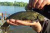 Common Rock Catfish (Klipbarber)