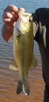 Largemouth Bass