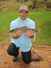 Large Rainbow Trout