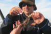 Black Seacatfish Research