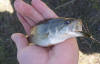 Largemouth Bass Fly Fishing: Aggravator Nymph