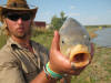 Frontal View Of A Common Carp