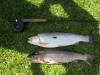 Cock And Hen Rainbow Trout