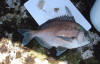 Bronze Bream caught at bats Cave