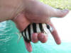 Juvenile Zebra - Wildeperd