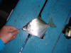 Cape Moony caught on a sand prawn bait