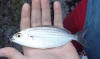 Small Strepie (Karanteen) caught on a chokka bait