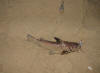 Black Sea Cat Fsih (Sea Barbel)