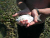 Small Juvenile Stonebream