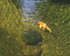 A lone orange and white South African Koi