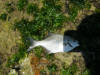 Young Juvenile Stonebream caught off the rocks