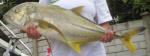 Blacktip (Yellow Tail) Kingfish