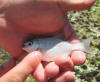 Very Young Juvenile Stonebream