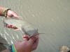 Juvenile Sharptooth Catfish - Barbel