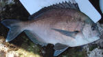 Bronze Bream