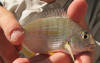 Small Cape Stumpnose close up (Flatty)