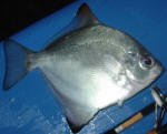 Cape Moony - Kitefish