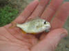 Juvenile micro size cape stumpnose