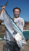 Couta (King Mackerel)