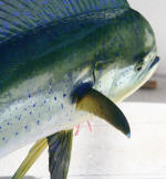 Dorado (Dolphinfish)